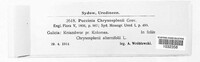 Puccinia chrysosplenii image